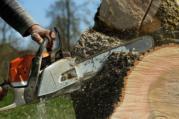 How Our Tree Care Process Works  in Fairview Park, OH